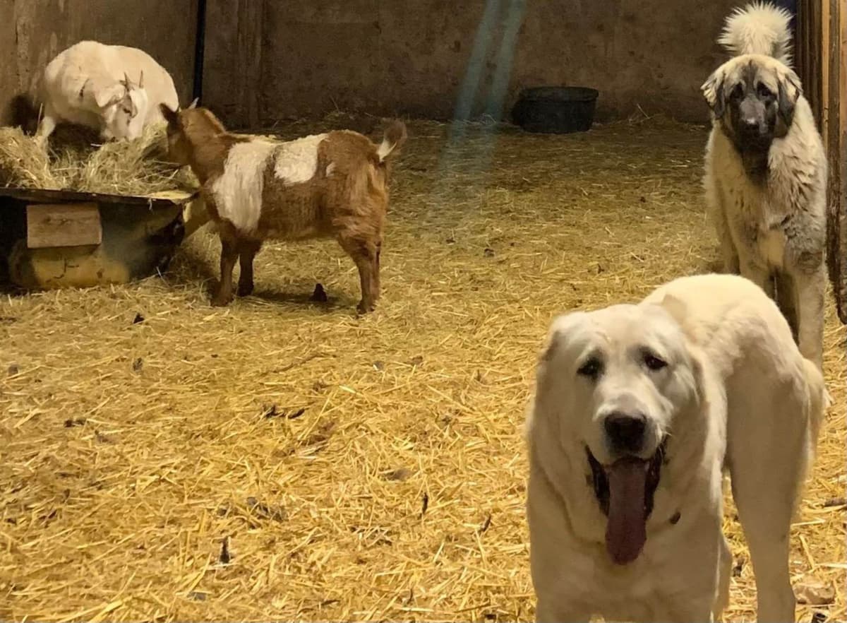Central Asian Shepherd male pups breeder image 10