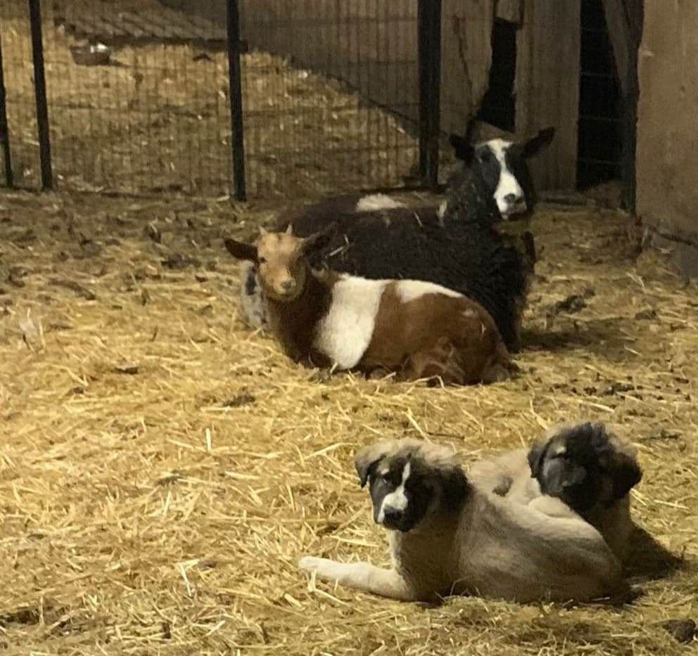 Central Asian Shepherd male pups breeder image 11