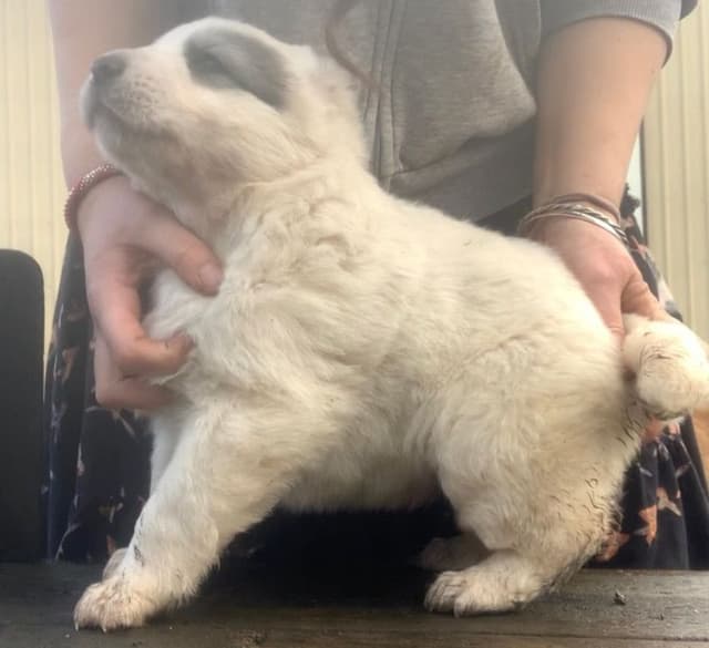 Central Asian Shepherd male pups media 9