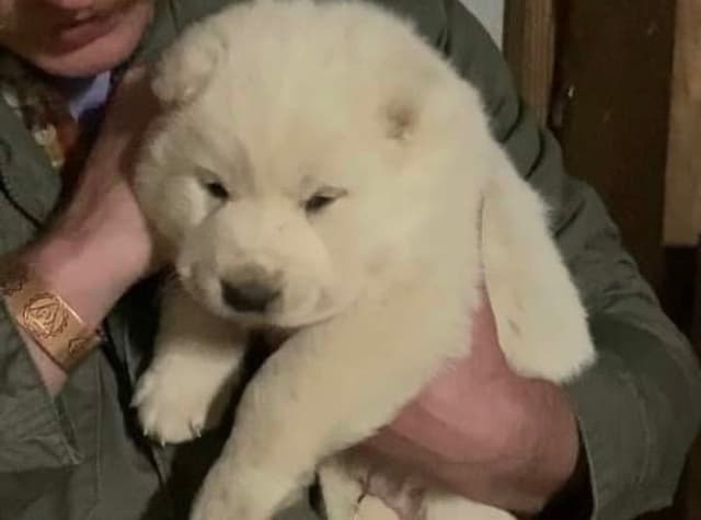 Central Asian Shepherd male pups media 10