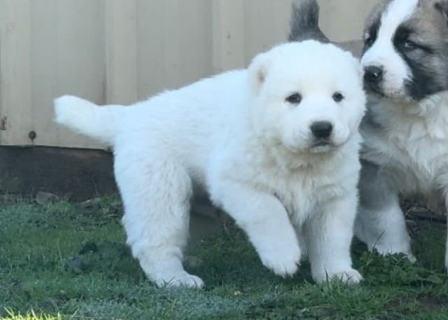 Central Asian Shepherd male pups media 11