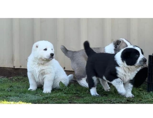 Central Asian Shepherd male pups media 12