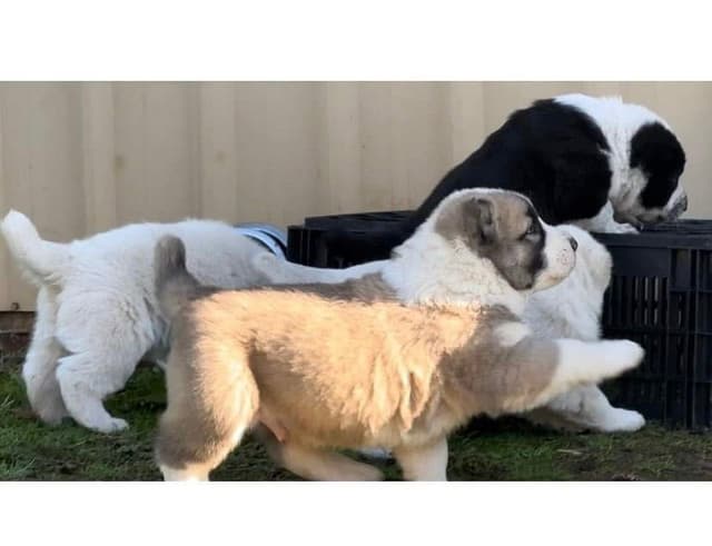 Central Asian Shepherd male pups media 13
