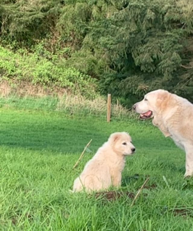 Central Asian Shepherd male pups media 14