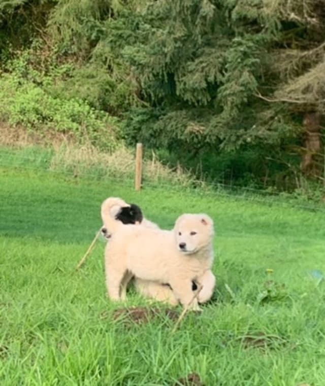 Central Asian Shepherd male pups media 15