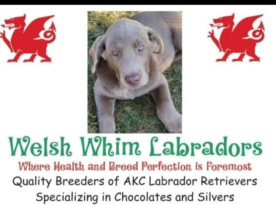 Labrador Retriever Puppies Choc & Yellow breeder image 1