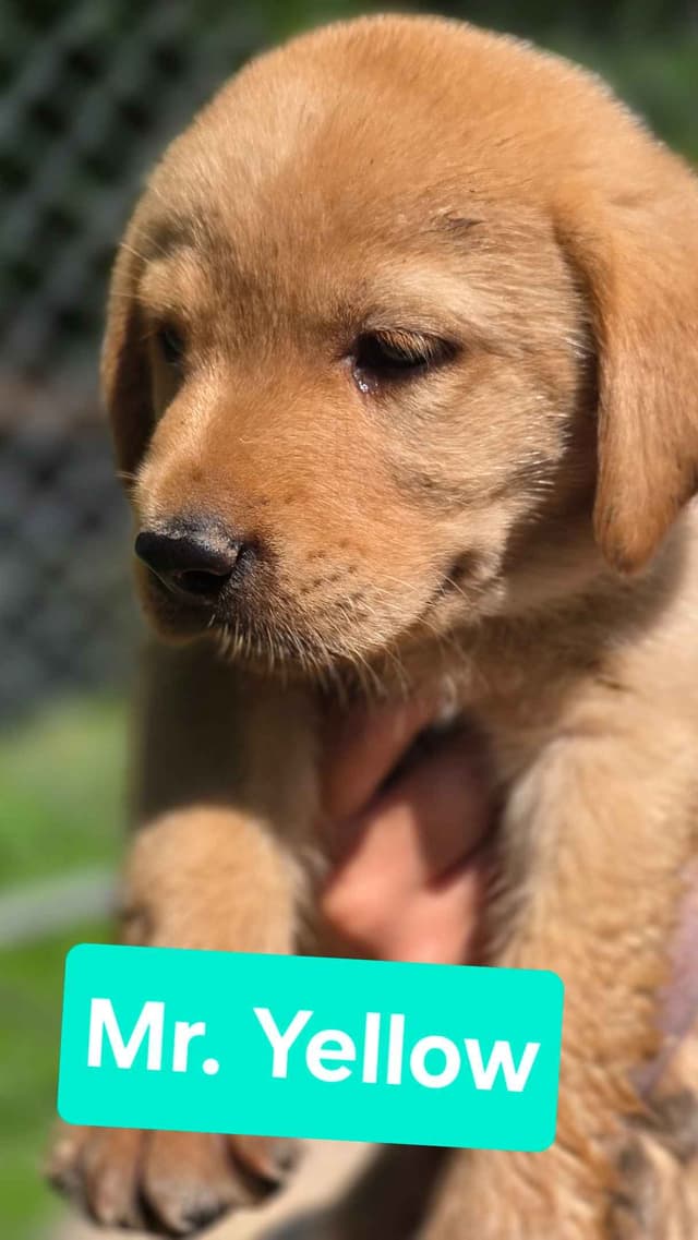 Labrador Retriever Puppies Choc & Yellow media 5