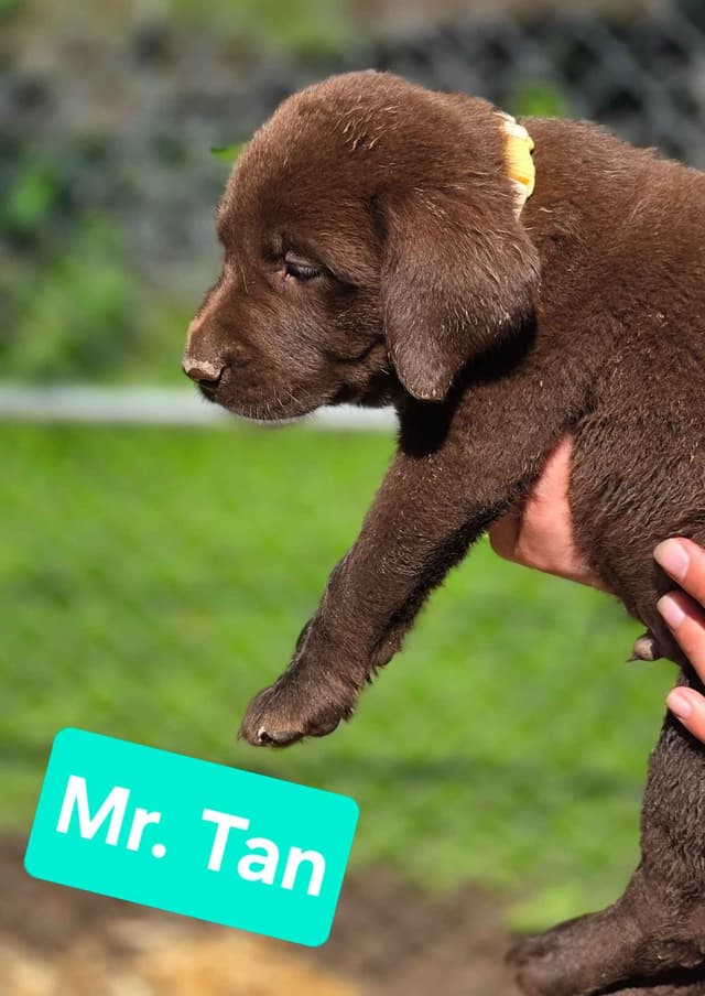Labrador Retriever Puppies Choc & Yellow media 3