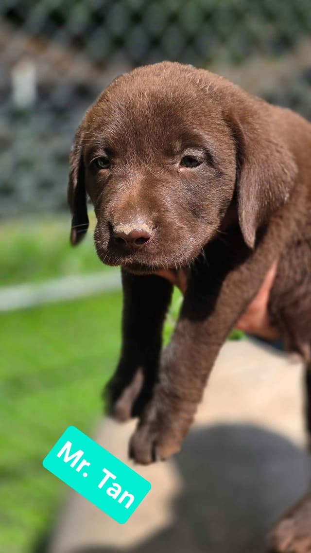 Labrador Retriever Puppies Choc & Yellow media 4