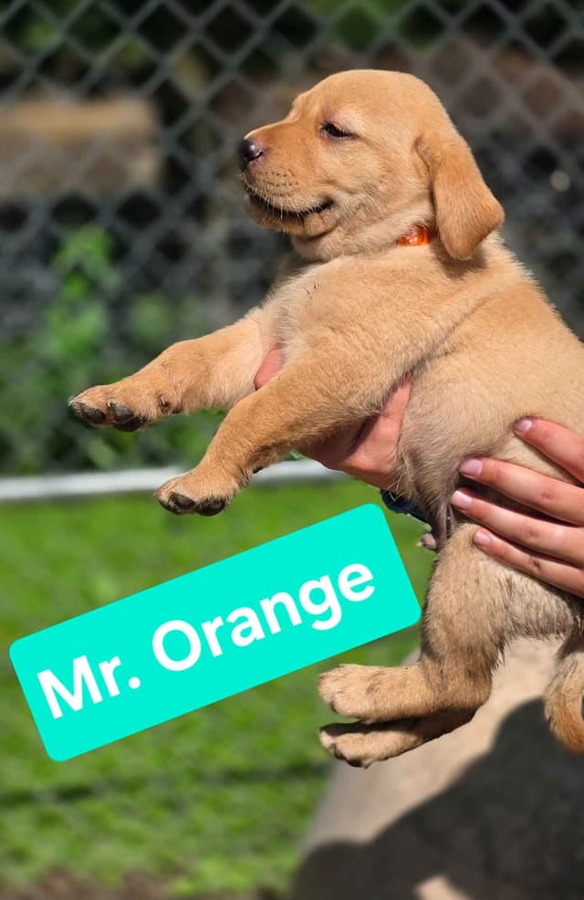 Labrador Retriever Puppies Choc & Yellow media 2