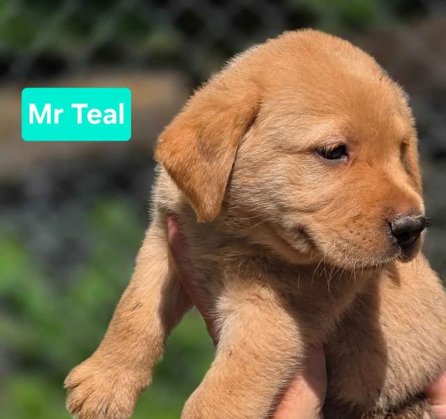 Labrador Retriever Puppies Choc & Yellow media 7