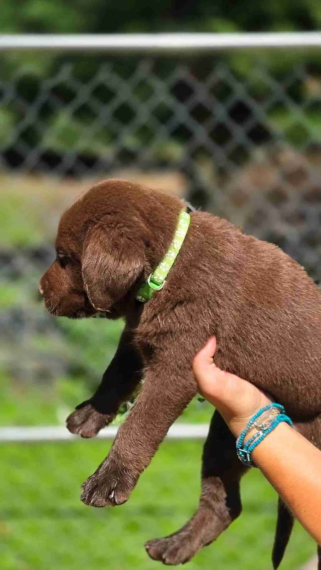Labrador Retriever Puppies Choc & Yellow media 10