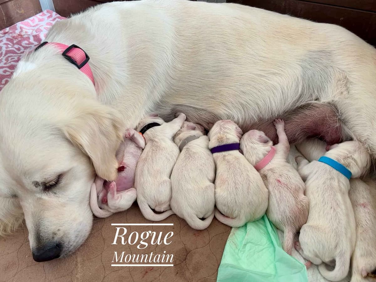 English Springer Spaniel Puppies breeder image 4
