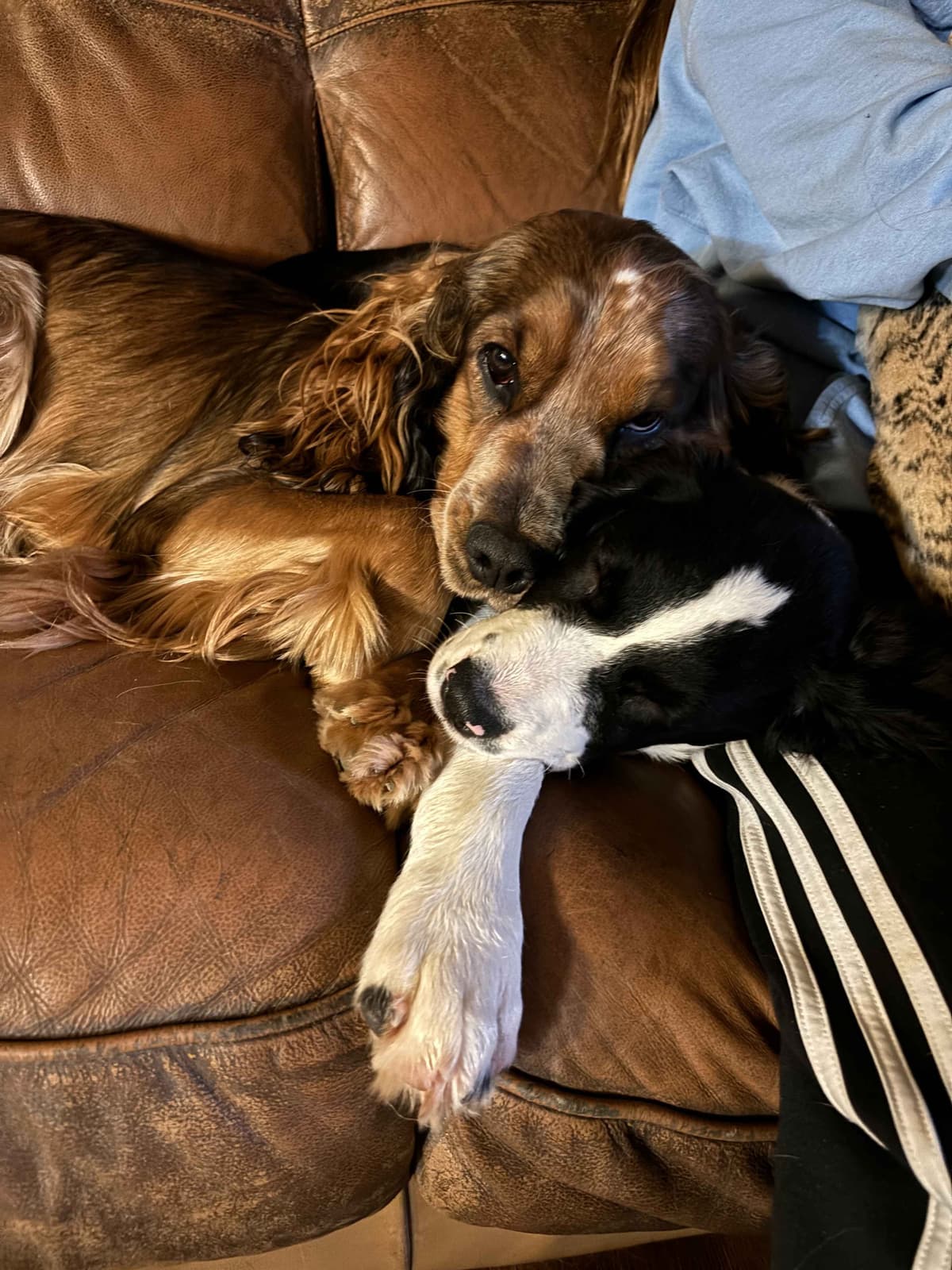 English Springer Spaniel Puppies breeder image 6