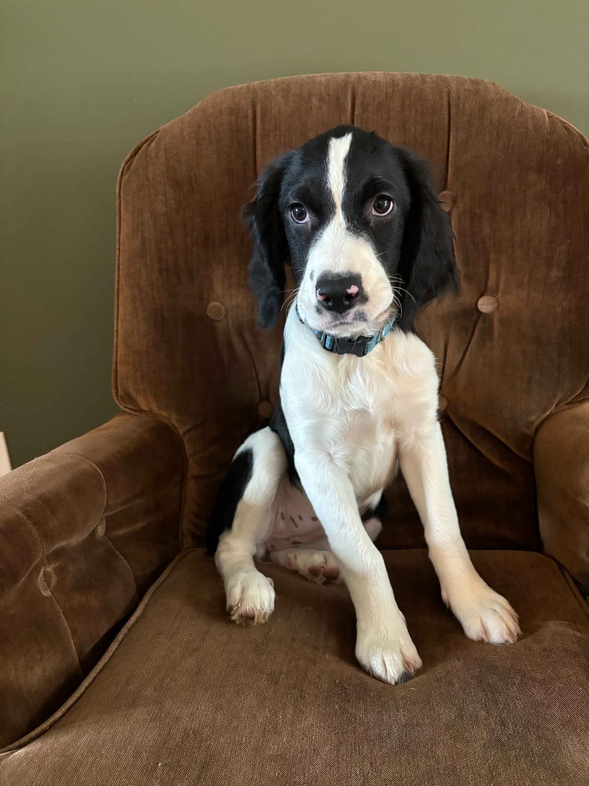English Springer Spaniel Puppies breeder image 8