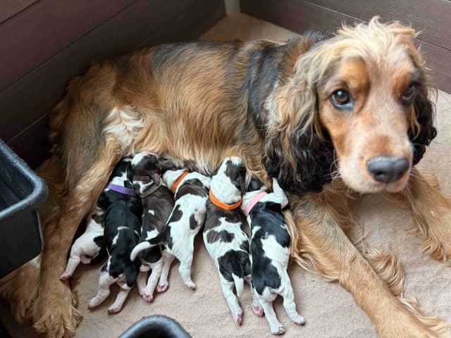 English Springer Spaniel Puppies media 2