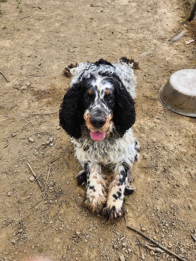 English Springer Spaniel Puppies media 4