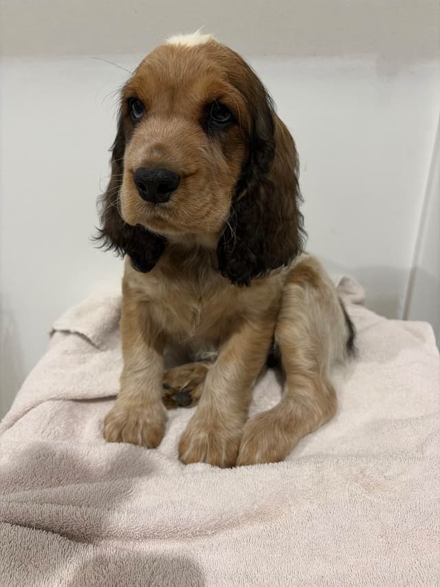 English Springer Spaniel Puppies media 6