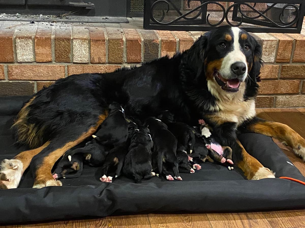 Bernese Mountain Dog Puppies breeder image 2