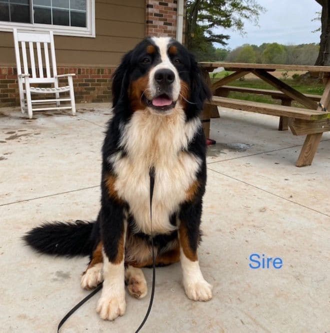 Bernese Mountain Dog Puppies breeder image 1