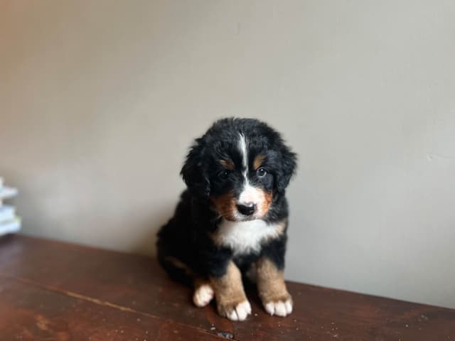 Bernese Mountain Dog Puppies media 2