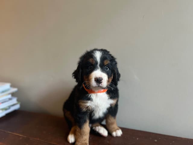 Bernese Mountain Dog Puppies media 3