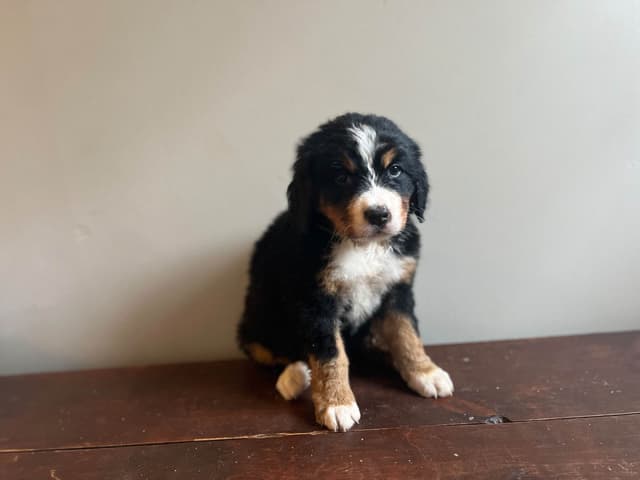 Bernese Mountain Dog Puppies media 4