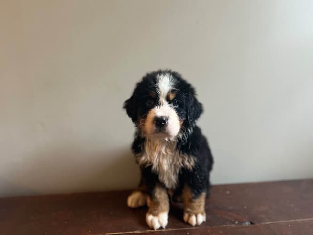 Bernese Mountain Dog Puppies media 5