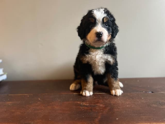 Bernese Mountain Dog Puppies media 6