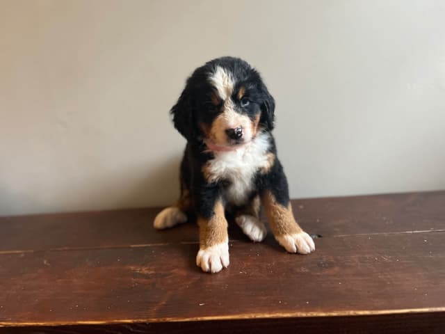 Bernese Mountain Dog Puppies media 7