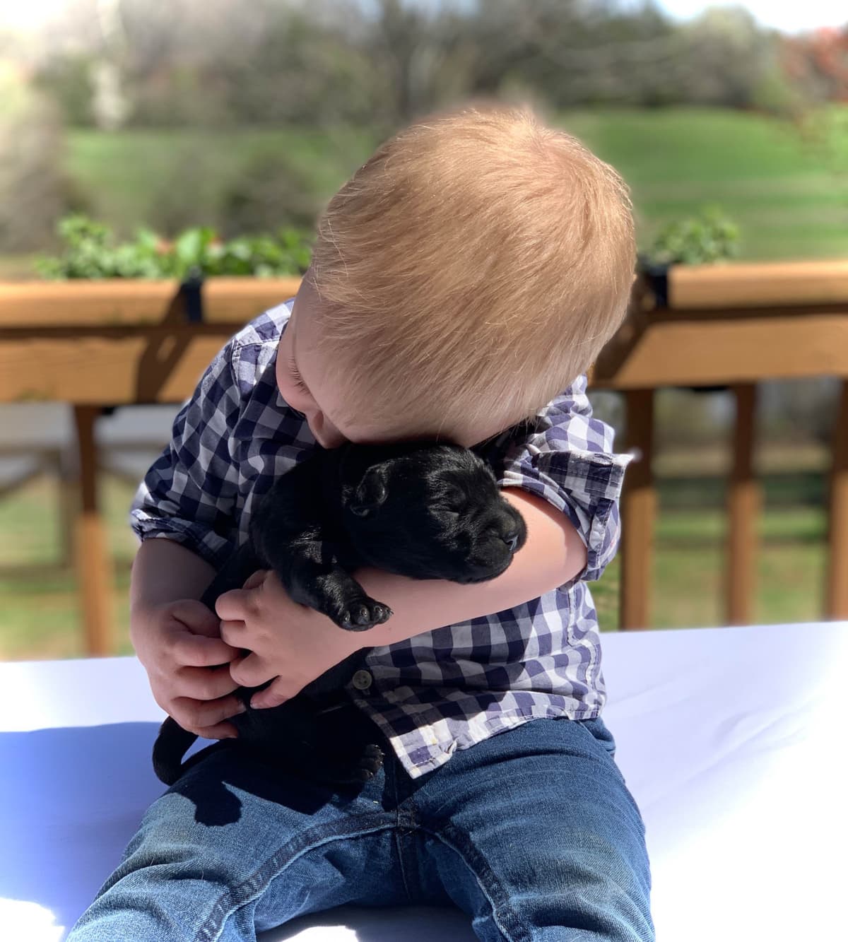 German Shepherd Dog Puppies breeder image 2