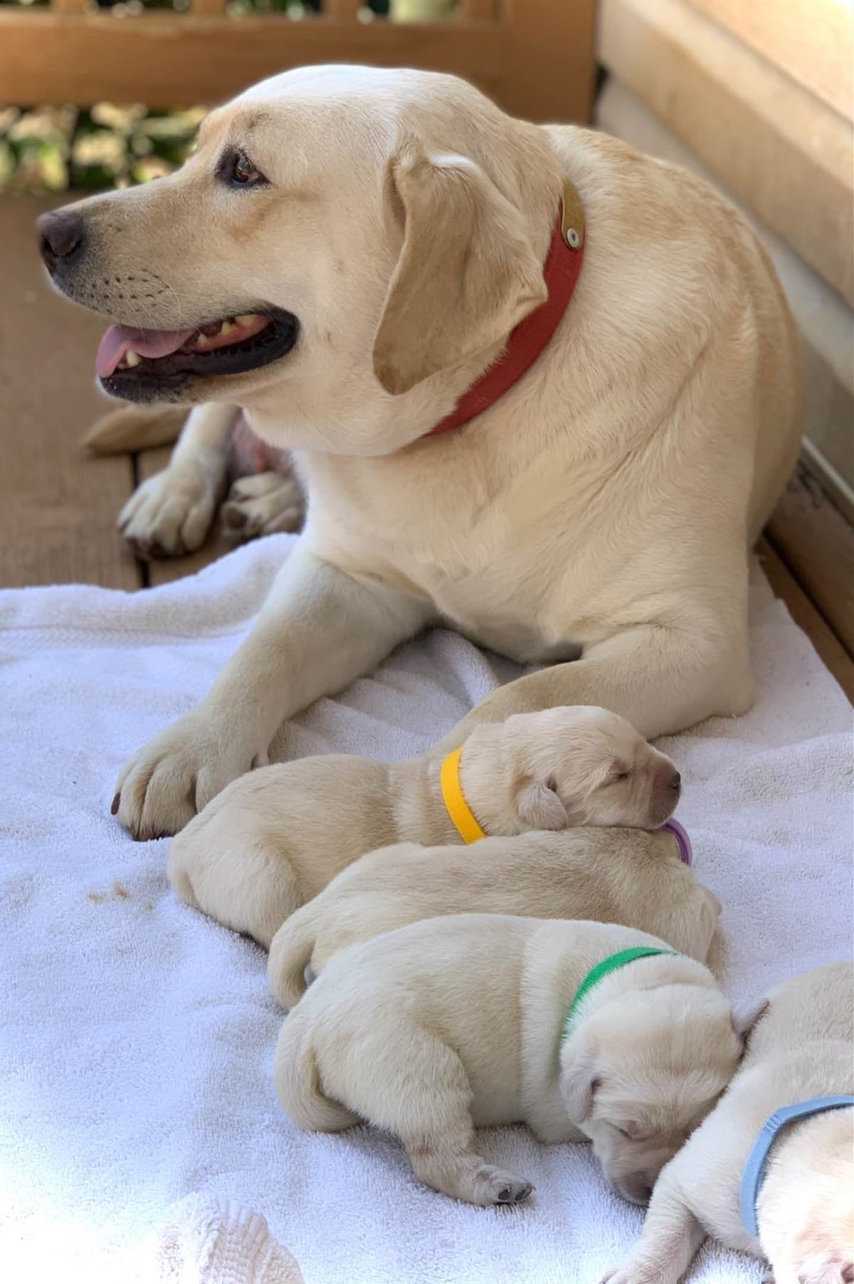 German Shepherd Dog Puppies breeder image 3