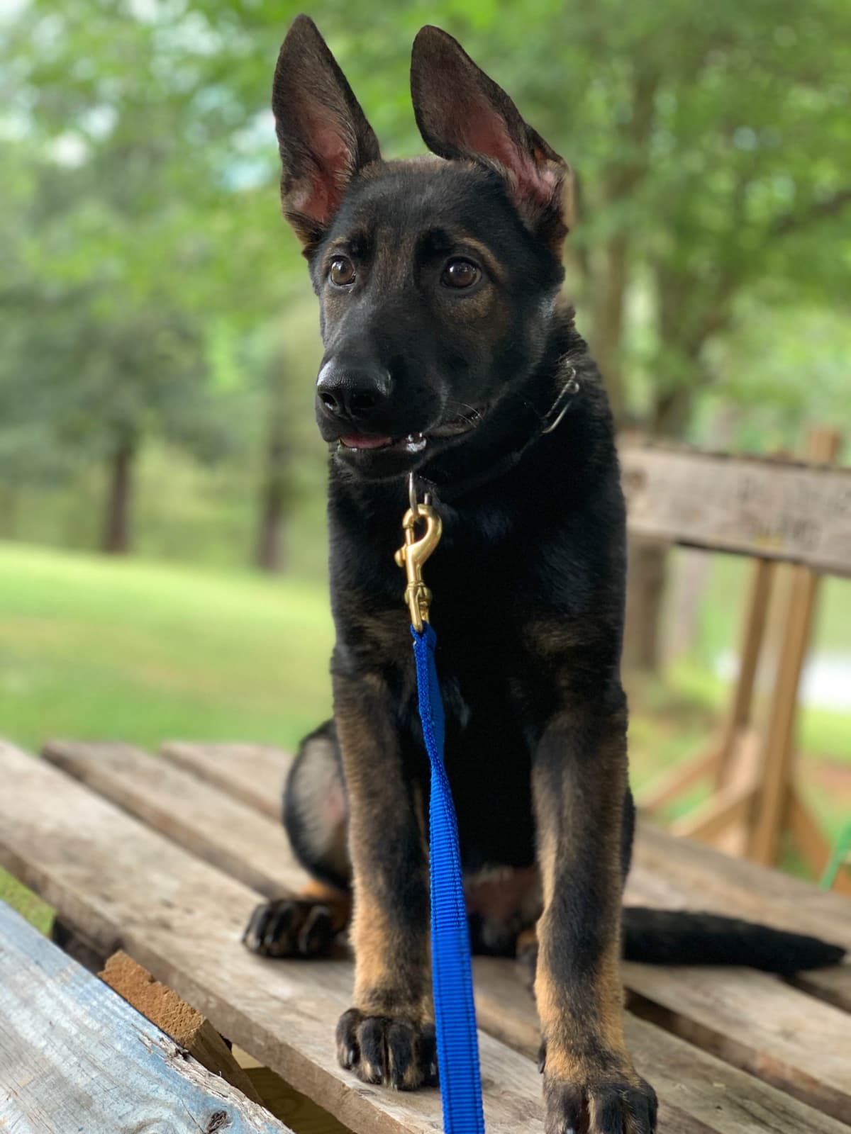 German Shepherd Dog Puppies breeder image 4