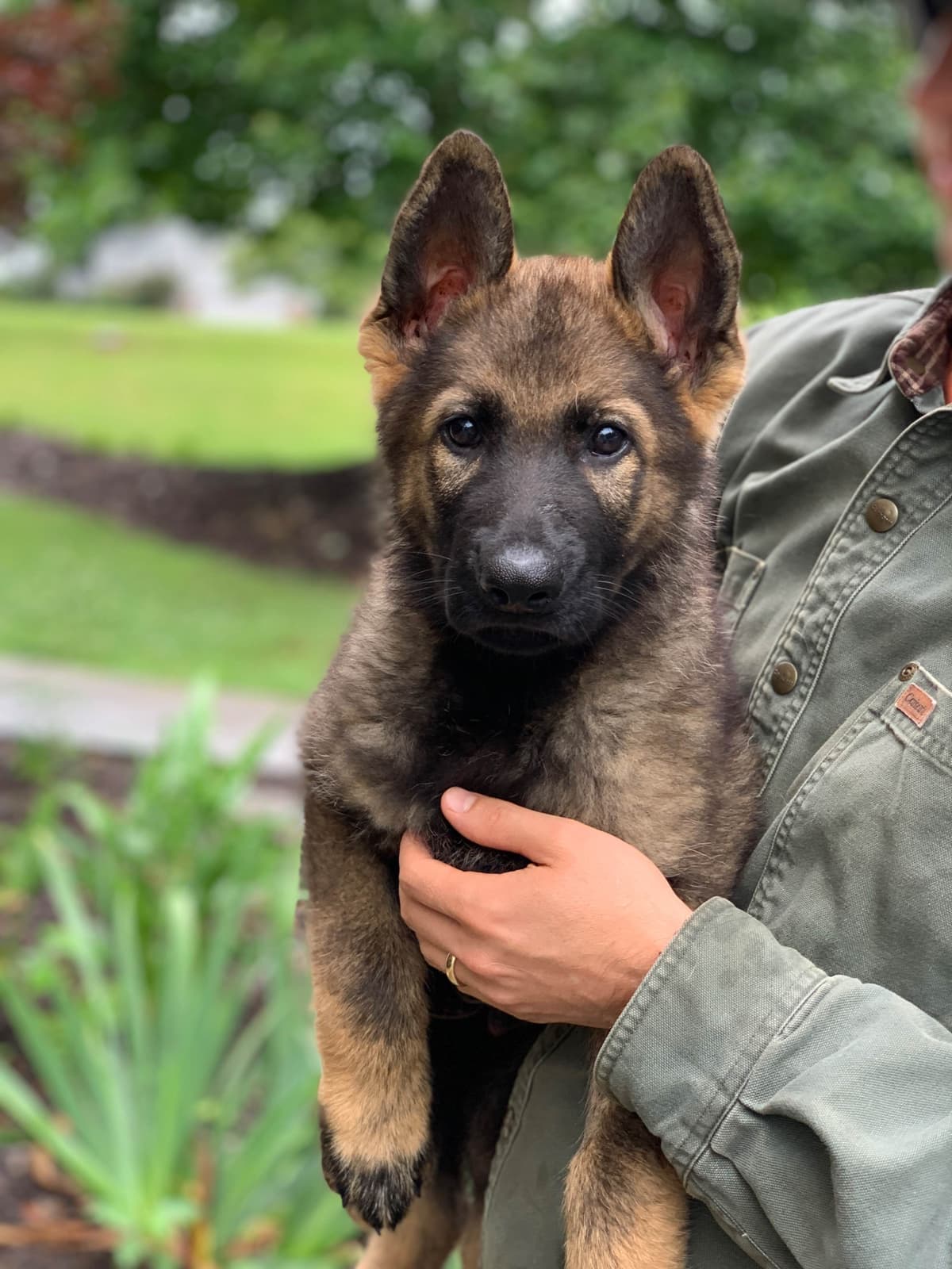 German Shepherd Dog Puppies breeder image 5