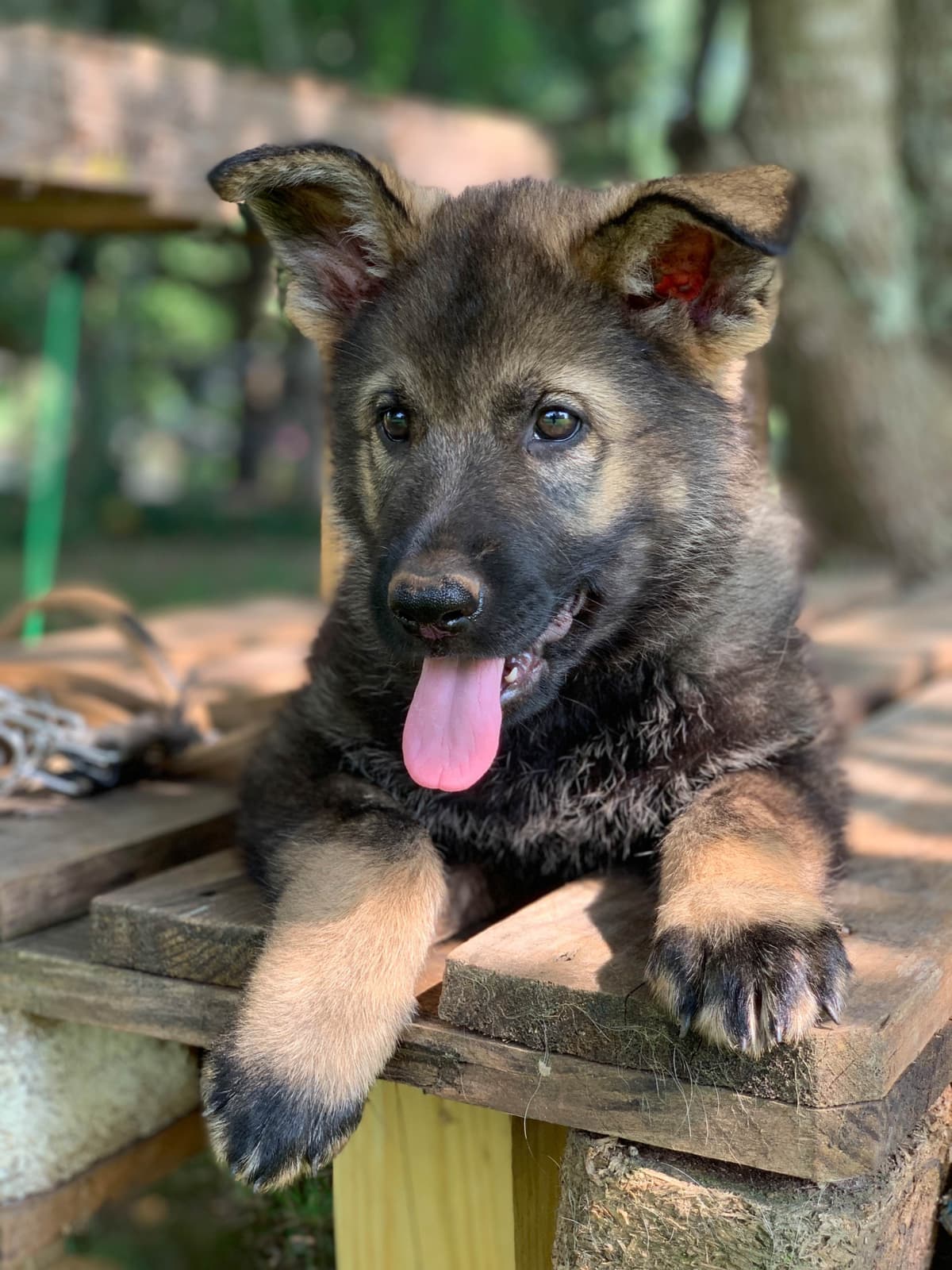 German Shepherd Dog Puppies breeder image 6