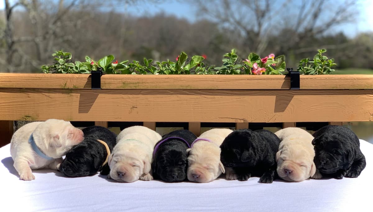 German Shepherd Dog Puppies breeder image 7