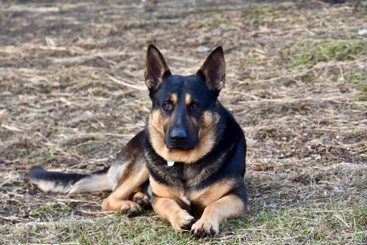 German Shepherd Dog Puppies breeder image 12