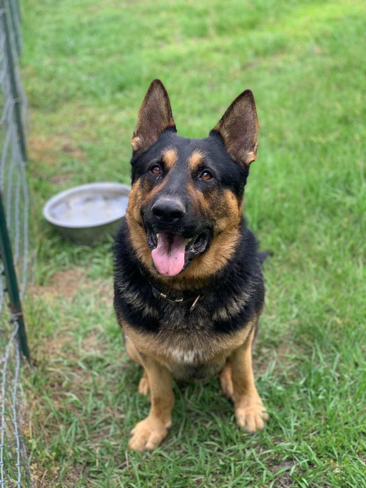 German Shepherd Dog Puppies breeder image 13