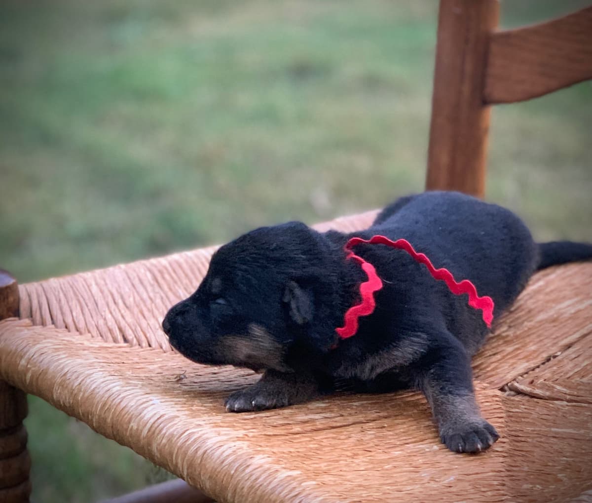 German Shepherd Dog Puppies breeder image 14