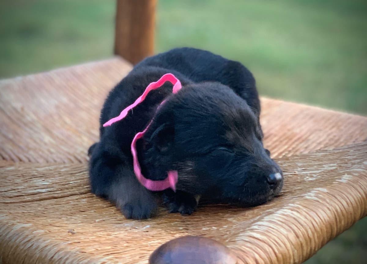 German Shepherd Dog Puppies breeder image 15