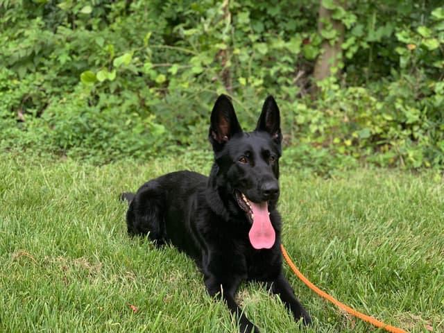 German Shepherd Dog Puppies media 13