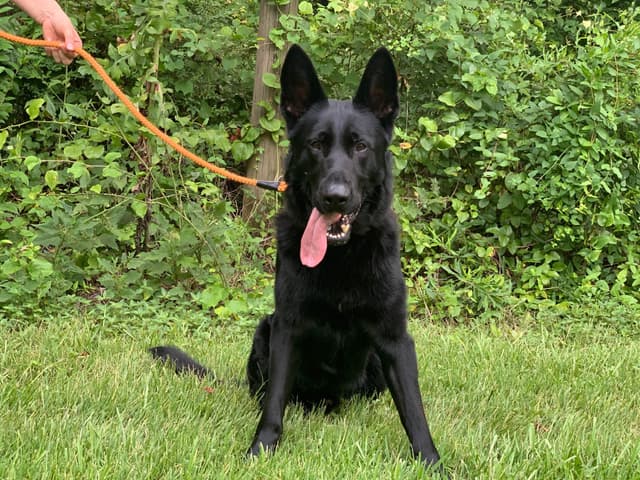 German Shepherd Dog Puppies media 14