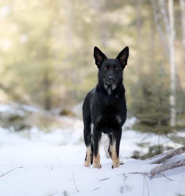 German Shepherd Dog Puppies media 15