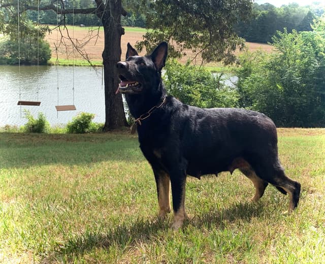 German Shepherd Dog Puppies media 16