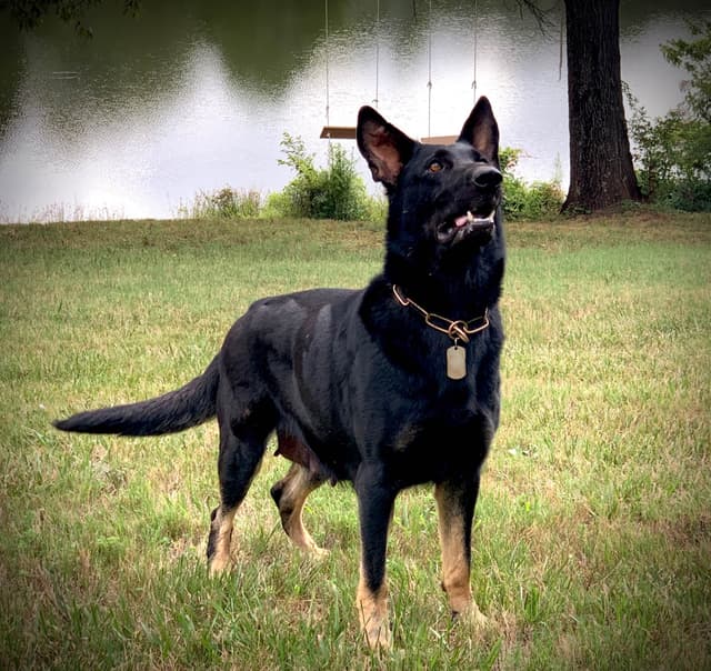 German Shepherd Dog Puppies media 18