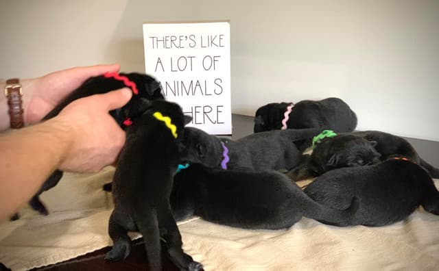 German Shepherd Dog Puppies media 19