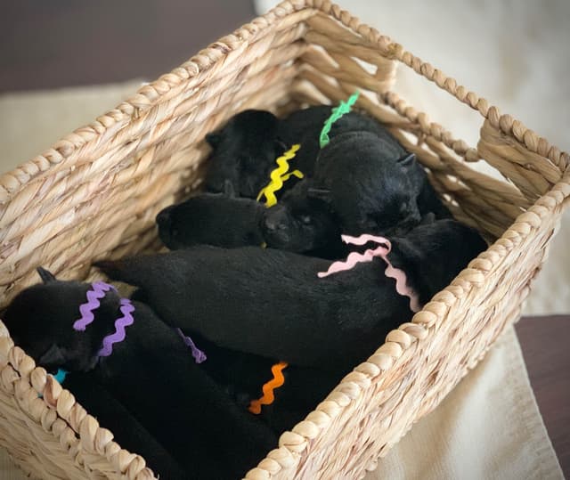German Shepherd Dog Puppies media 20