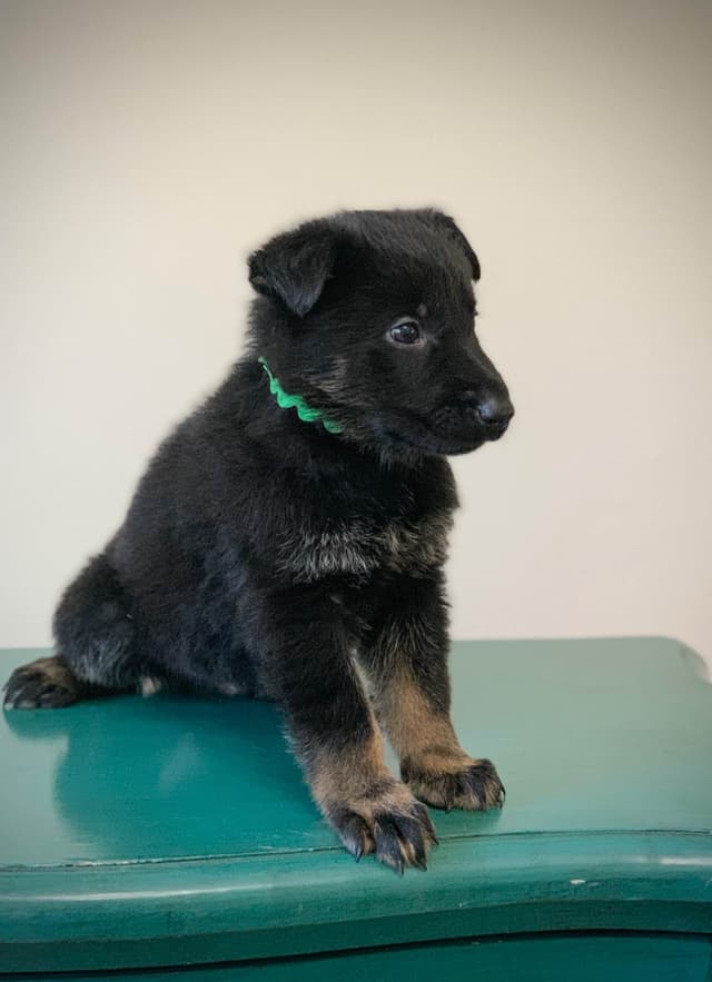 German Shepherd Dog Puppies media 2