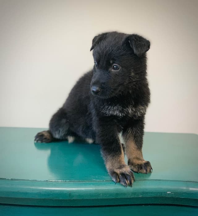 German Shepherd Dog Puppies media 3