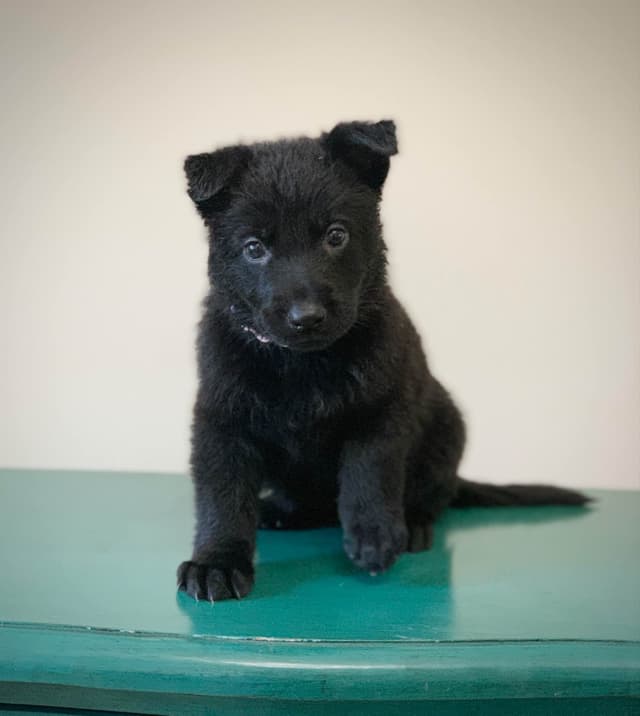 German Shepherd Dog Puppies media 4